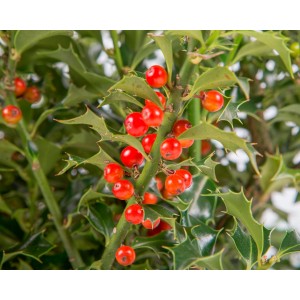 Ilex aquifolium "Alaska" 5L Deco Ht 30/40 60/80