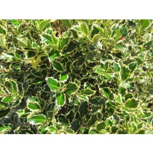 Ilex aquifolium "Argentea Marginata" 35L Deco 160/180 Cono