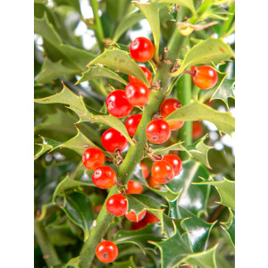 Ilex aquifolium "Alaska" 5L 30/35