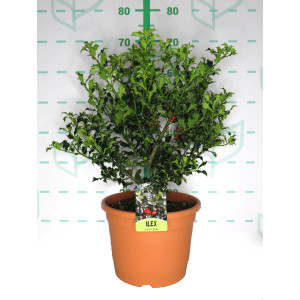 Ilex aquifolium "Alaska" 10L 35/40