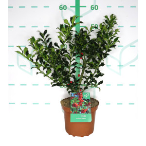 Ilex aquifolium "Alaska" 2.5L Deco 25/35