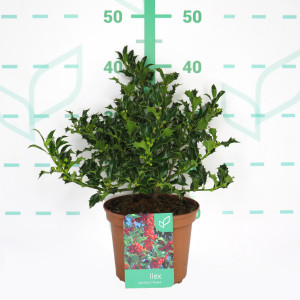Ilex aquifolium "Alaska" 2.5L Deco 25/35
