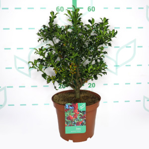 Ilex aquifolium "Alaska" 5L 35/45