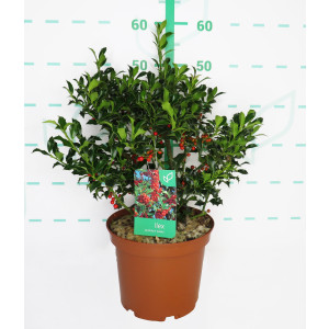 Ilex aquifolium "Alaska" 5L Deco Ht 30/40 60/80