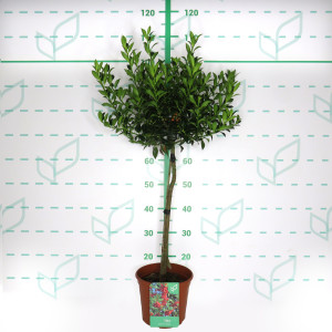 Ilex aquifolium "Alaska" 5L Deco Ht 30/40 60/80