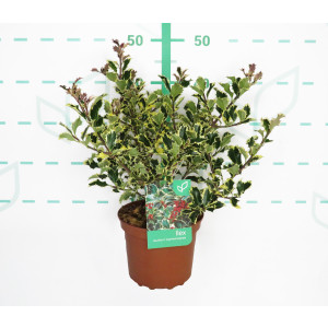 Ilex aquifolium "Argentea Marginata" 2.5L 25/35