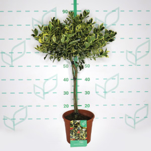 Ilex aquifolium "Silver Queen" 5L Ht 30/40 60/80
