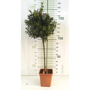 Ilex "Blue Maid" 9L Cuadrada Ht 40/50 80/100 (Mini copa)