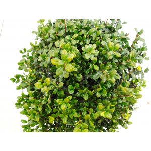 Ilex crenata "Caroline Upright" 10L 30/35