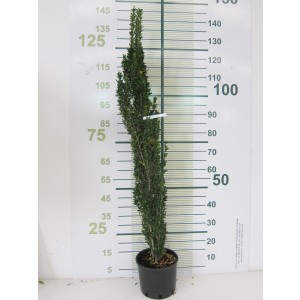 Ilex crenata "Fastigiata" 3L 50/60