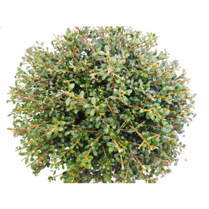 Ilex crenata "Glory Gem" 10L 30/40 DP 30/40