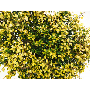 Ilex crenata "Golden Gem" 10L 30/40