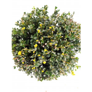 Ilex crenata "Green Hedge" 10L 20/30