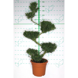 Ilex crenata 15L Deco 100/120 Bonsai