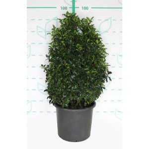 Ilex meserveae "Blue Princess" 15L 70/80