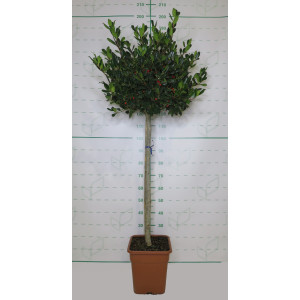 Ilex "Nellie R. Stevens" 18L Cuadrada Ht 80/100 130/140
