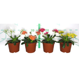 Lewisia cotyledon 1L