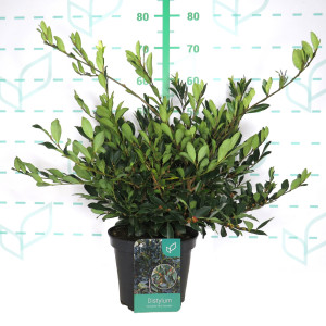 Distylium myricoides "Blue Cascade" ® 5L 20/30 DP 30/40