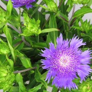 Stokesia 3L 25/35