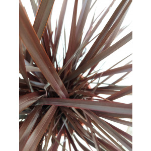 Phormium "Amazing Red" 10L Deco 8-12 70/90