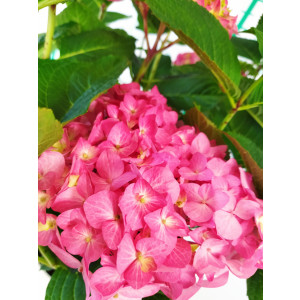 Hydrangea macrophylla "Diva Fiore" ® 5L 30/40 Refloreciente