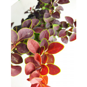 Berberis thunbergii "Rose Glow" 2L 15/20