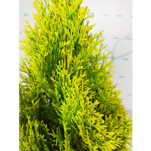 Thuja occidentalis "Golden Esmeralda" 2.5L Deco 30/40