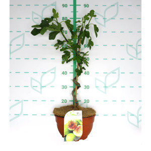 Ficus carica 5L Tarrina Espiral Ht 30 55/65