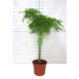 Acer palmatum "Dissectum Viridis" 25L Ht 90/100 110/130