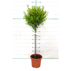 Ligustrum ovalifolium "Aureum" 10L Deco Ht 60 110