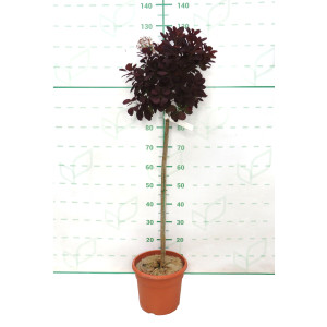 Cotinus coggygria "Royal Purple" 10L Deco Ht 80 100/110