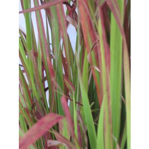 Imperata cylindrica "Red Baron" 5L 30/40