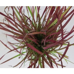 Imperata cylindrica "Red Baron" 2.5L R/C 20/30