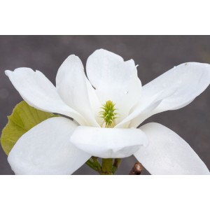 Magnolia "Jade Lamp" 7.5L 120/140 Injertada