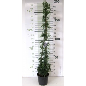 Jasminum polyanthum 10L 3 Tutores 180 