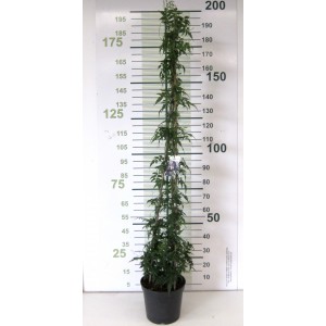 Jasminum polyanthum 10L 3 Tutores 180