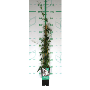 Jasminum polyanthum 2L Alto 3 Tutores 60 