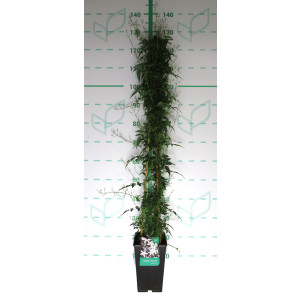 Jasminum polyanthum 4L 3 Tutores 120 