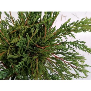 Juniperus horizontalis "Andorra Compact" 2.5L 20/40