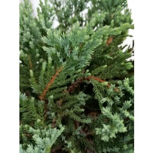Juniperus horizontalis "Blue Chip" 2.5L 15/25