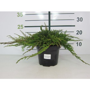 Juniperus horizontalis "Prince of Wales" 2.5L 15/20