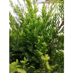 Juniperus x media "Mint Julep" 2.5L 30/40