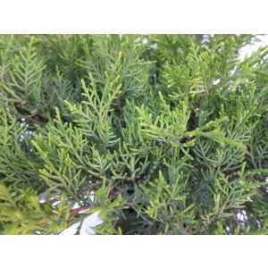 Juniperus x media "Old Gold" 2.5L 20/40