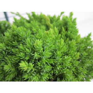 Juniperus procumbens "Nana" 2.5L 15/20