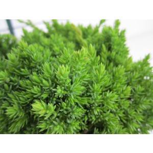 Juniperus procumbens "Nana" 2.5L 20/30