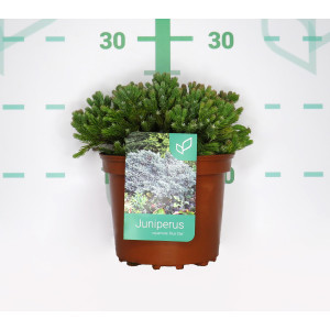 Juniperus squamata "Blue Star" 2.5L 15/20