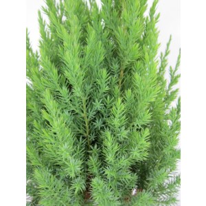 Juniperus chinensis "Stricta" 5L 30/35