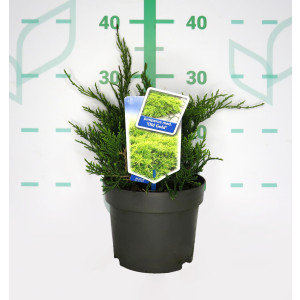 Juniperus x media "Old Gold" 2L 15/20