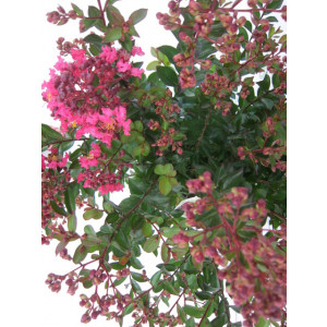 Lagerstroemia indica "Black Solitaire" 10L Ht 150 170/200 "Pure White"; "Fiest midinight"; "Red Hot"; "Blush"; "Shell Pink"