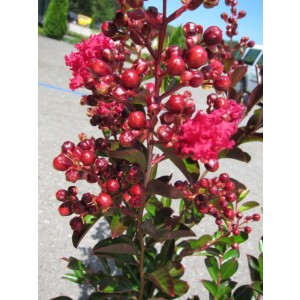 Lagerstroemia indica 10L Ht 150 190/200 "Petit Orchidee"; "Berlingot"